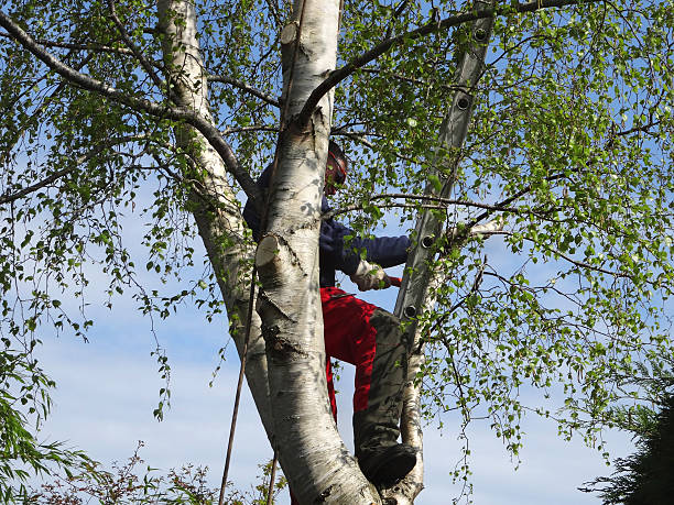 Best Tree Health Inspection  in Nederland, CO